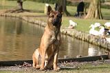 MALINOIS 1094